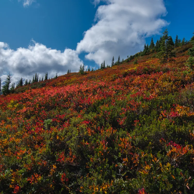fall colors on a hillside at Mt. Rainier during a Mt Rainier tour
