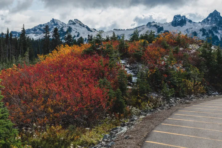 red and orange trees with a snow covered mountain behind seen on a mt rainier tour from seattle