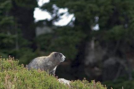 a rodent standing on a grassy hill on a mt rainier tour