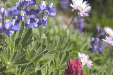 a close up of a flower seen on a mt rainier day trip from seattle