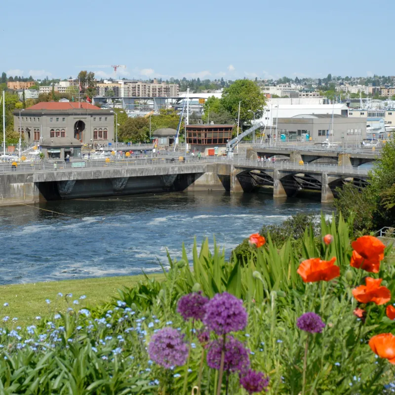 flowers on a hillside with water and the Ballard Locks in the background which is one of many unique Seattle Activities