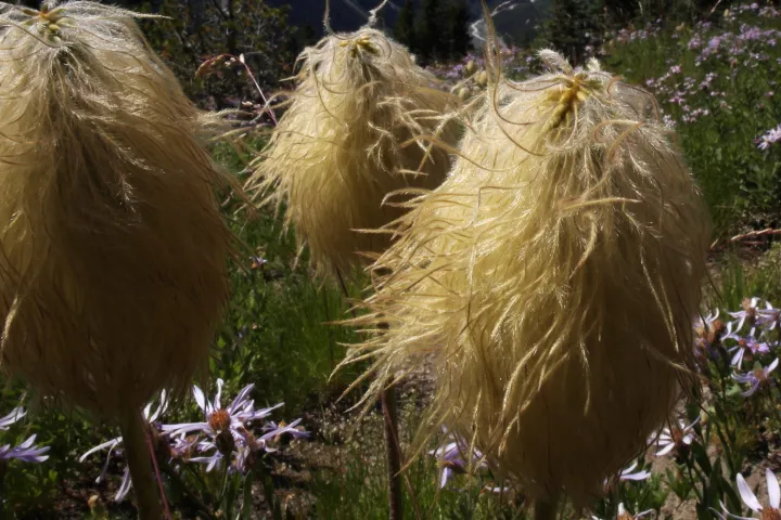 a group of bushy plants and flowers seen on a mt rainier tour