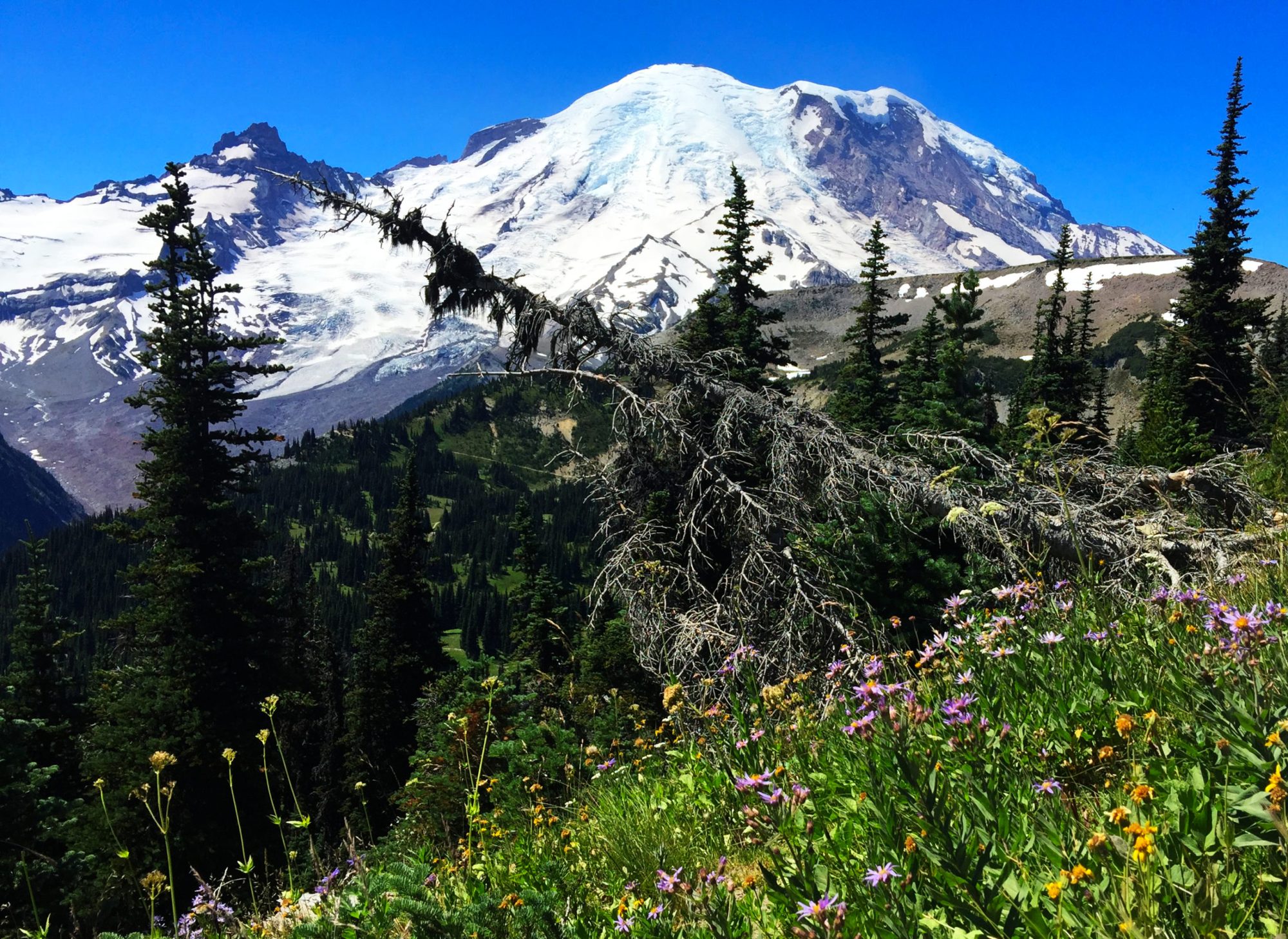 Mount Rainier close up of flowery hillside with snow covered mountain in the background
