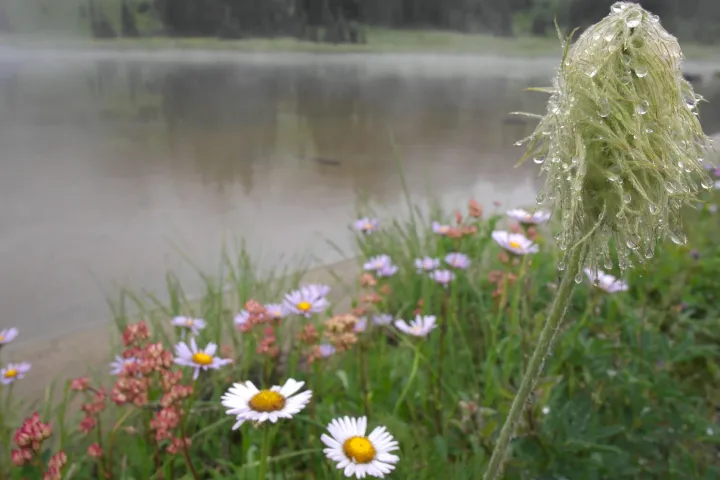 a close up of a flower with dew on it and mist in the background seen on a day trip from seattle to mt rainier