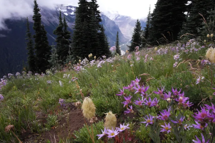 a close up of wildflowers seen on a day trip to mt rainier from seattle