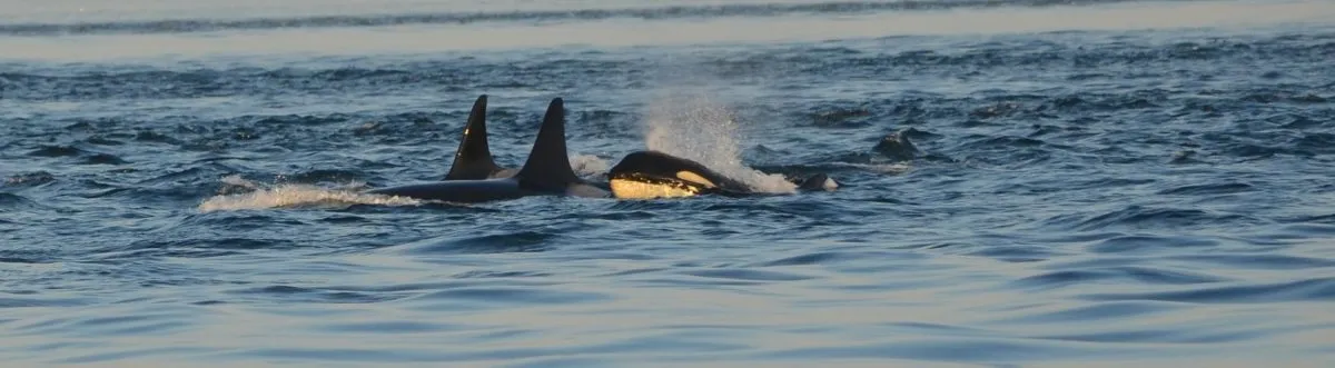 an animal swimming in the water