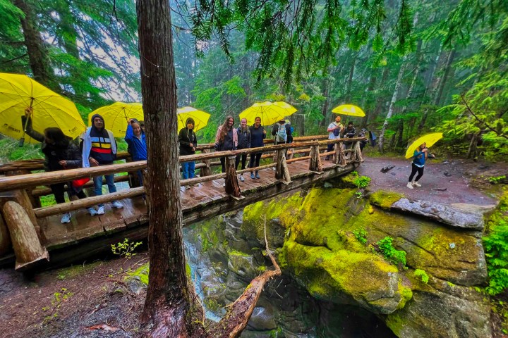 People on rainy hike through Hoh Rainforest with yellow umbrellas on Olympic National Park Tour