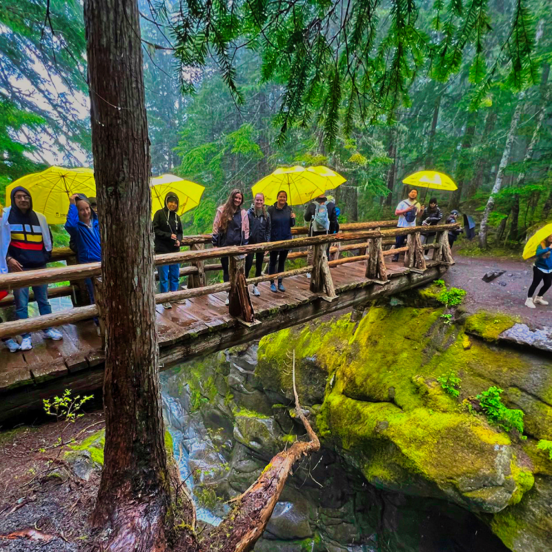 People on rainy hike through Hoh Rainforest with yellow umbrellas on Olympic National Park Tour