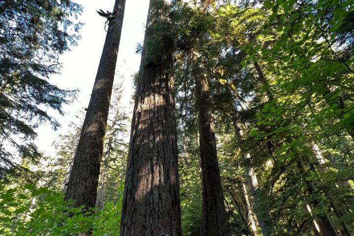 big evergreen trees on a mount rainier private tour