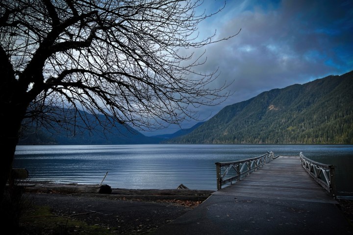 a tree in front of a body of water