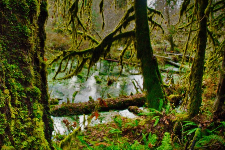 the forest trees seen on a Hoh Rainforest tour