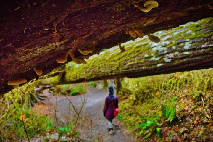 Looking under a fallen log on a Hoh Rainforest tour