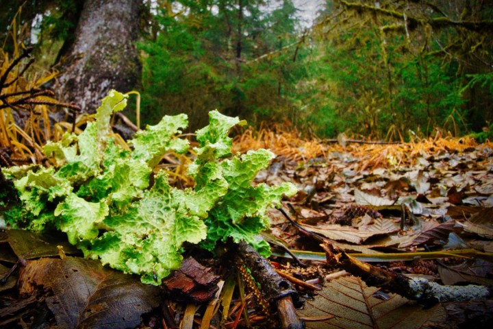 foliage and trees in the Hoh Rainforest on an Olympic National Park tour