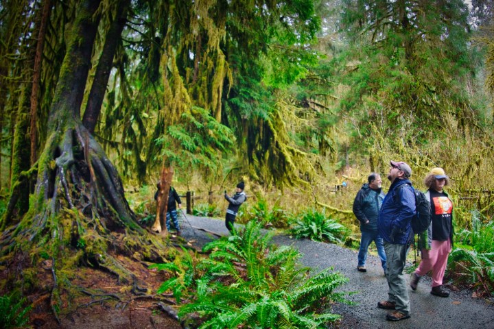 a group of people standing next to a tree on an Olympic National Park tour