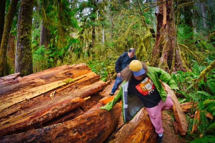 a person sitting on a log on a Hoh Rainforest tour