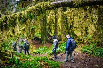 a group of people in the Hoh Rainforest forest on the Olympic National Park Tour