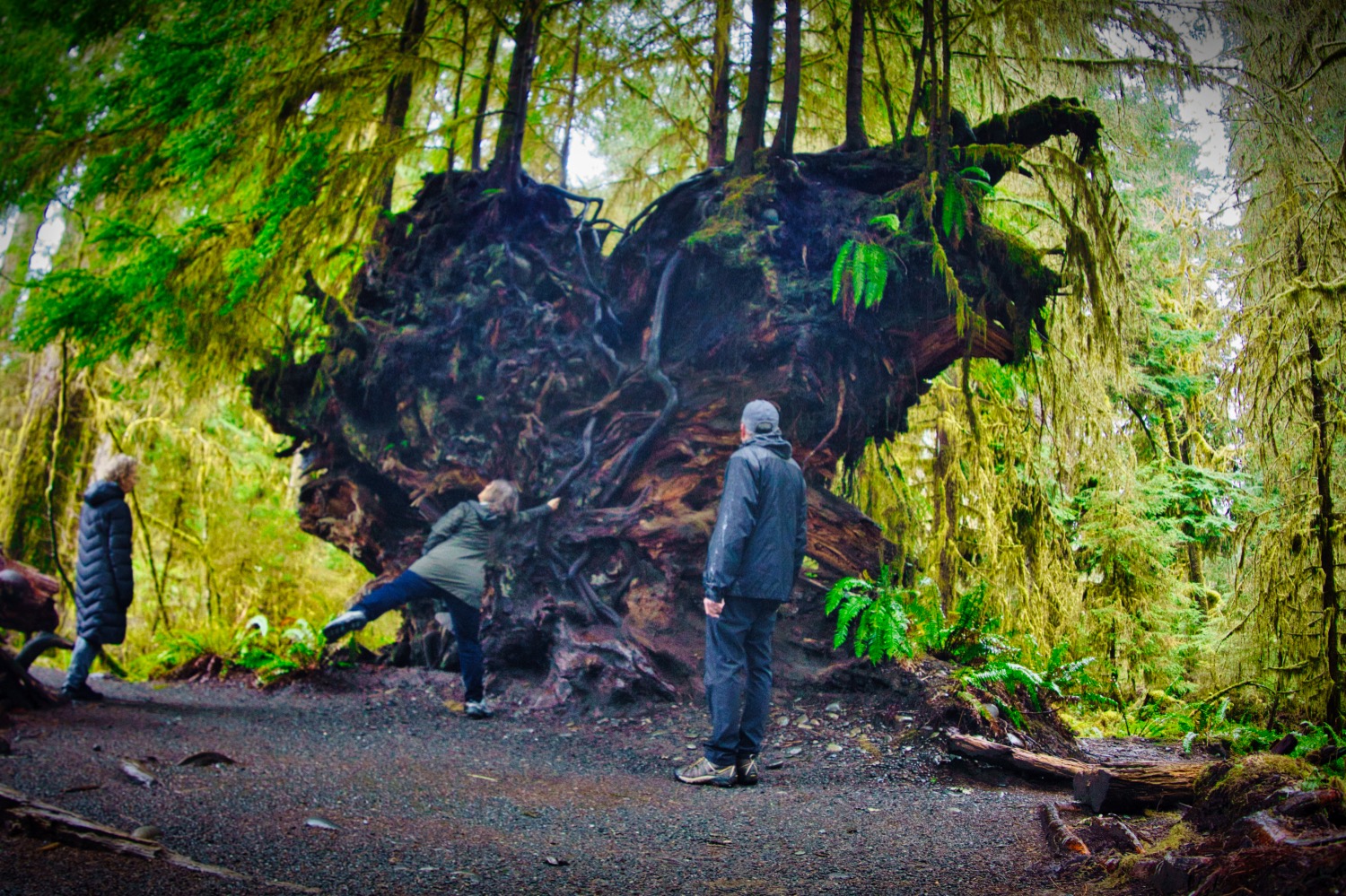 a man standing next to a large root system of a tree in the Hoh Rainforest on an Olympic National Park Tour with Tours Northwest