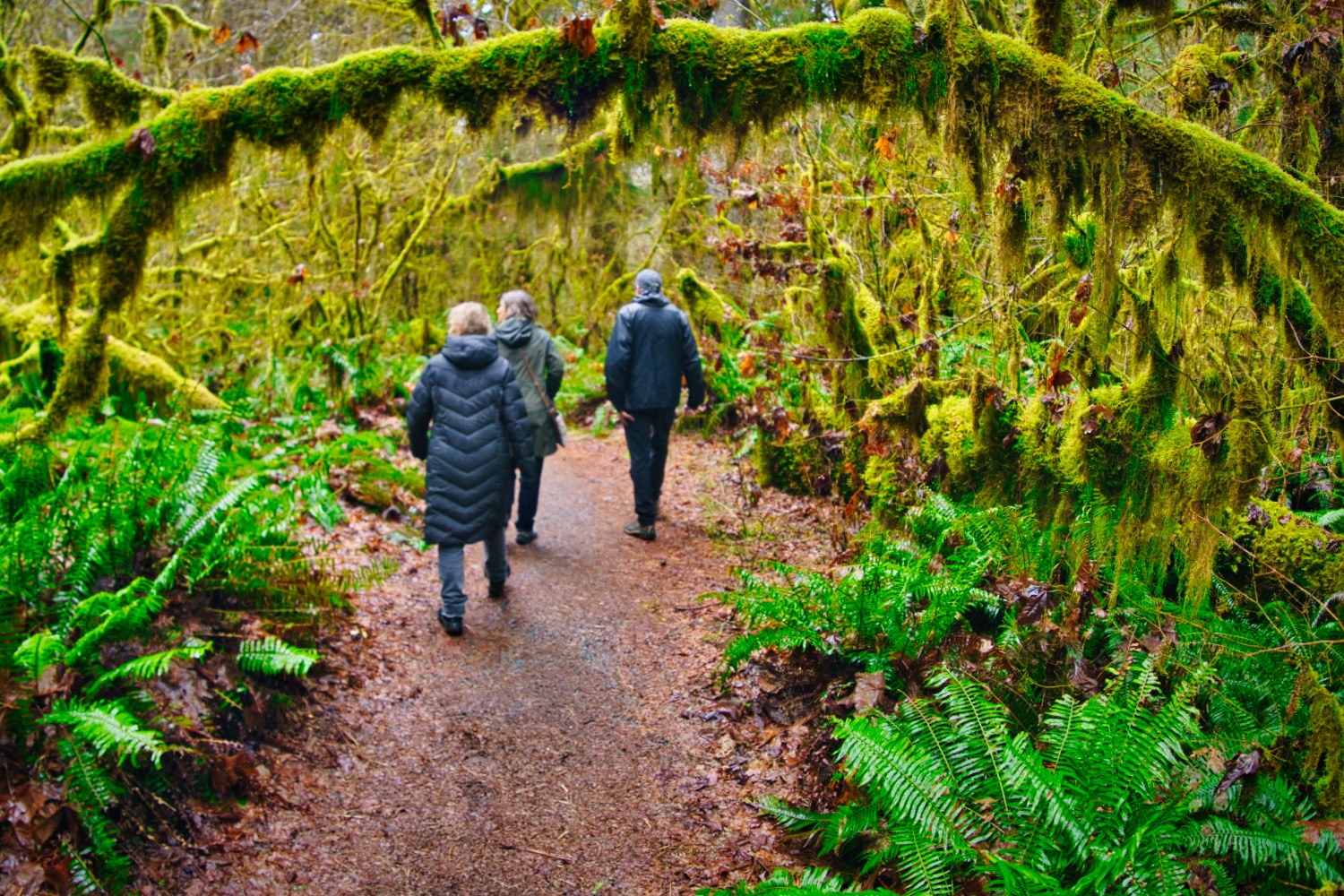 people walking in a mossy forest underneath a large moss-covered branch in the Hoh Rainforest on a group tour