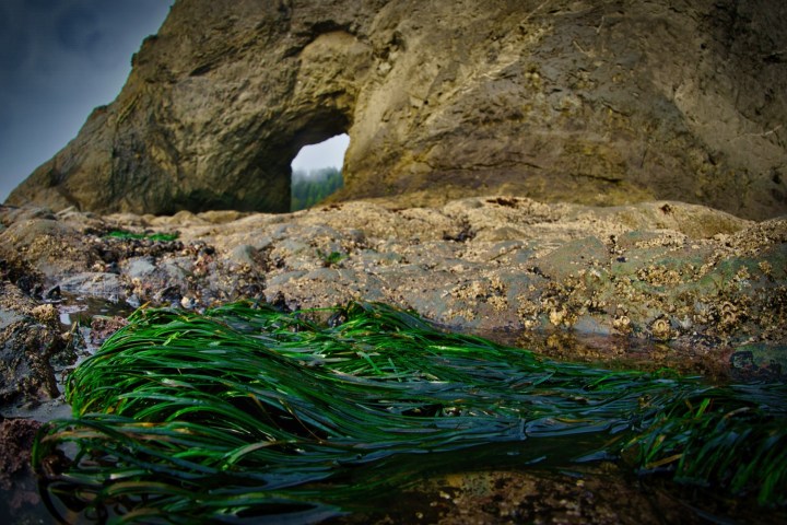 a close up of a rock with a cave going through it on an Olympic National Park tour