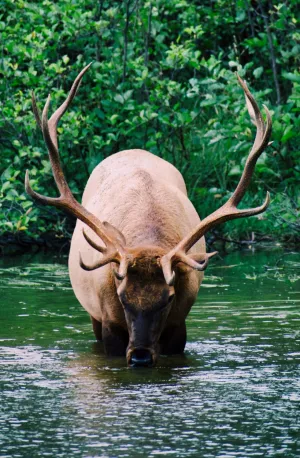a Roosevelt Elk elk in the Hoh River at the Hoh Rainforest