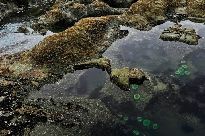 a close up of a rock near the ocean