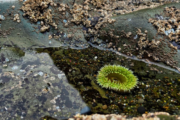 a close up of a tidepool with an anemone on an Olympic National Park tour