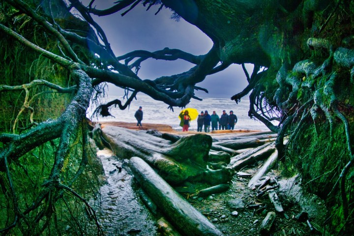 looking through tree branches at the beach on an Olympic National Park tour