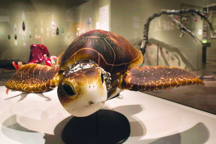 Realistic turtle sculpture displayed in a museum setting with decorative background.