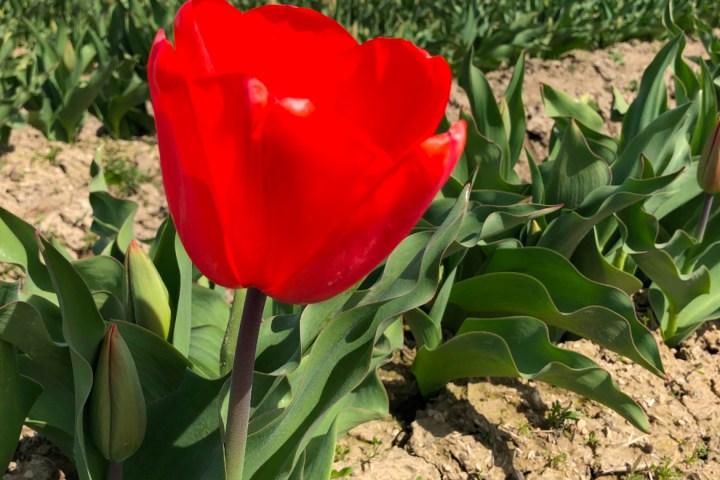 Close-up of a red tulip in a tulip field with mountains in the background under a blue sky.
