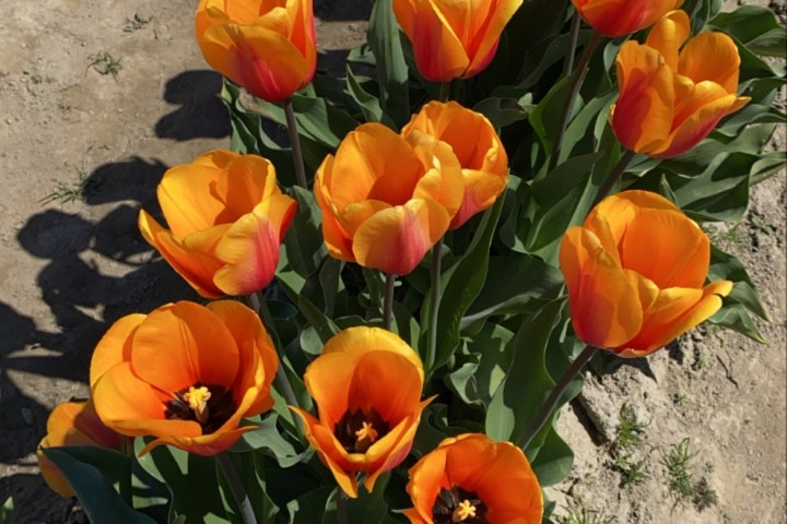 A row of vibrant orange tulips growing in a garden, with green leaves and a sandy path.
