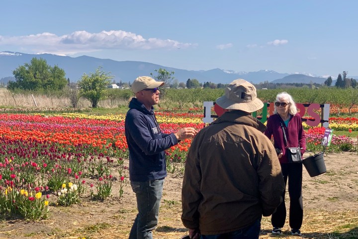People in a vibrant tulip field with mountains in the background and a large sign.