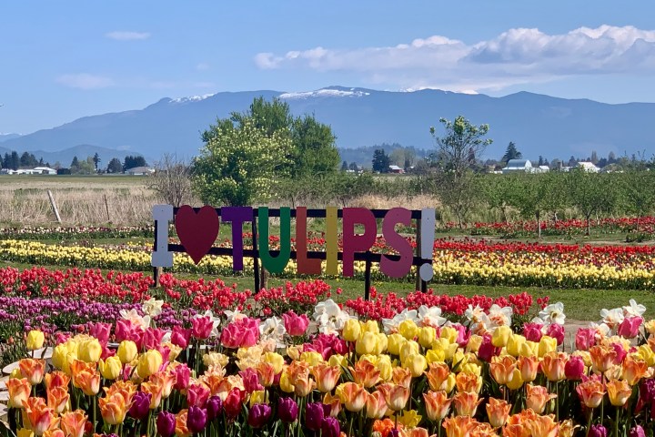 Colorful tulip field with 'I ❤️ TULIPS!' sign and mountains in the background.