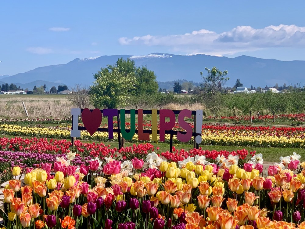 Colorful tulip field with 'I ❤️ TULIPS!' sign and mountains in the background.