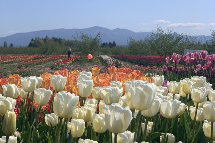 Field of colorful tulips with mountains in the background under a clear blue sky.