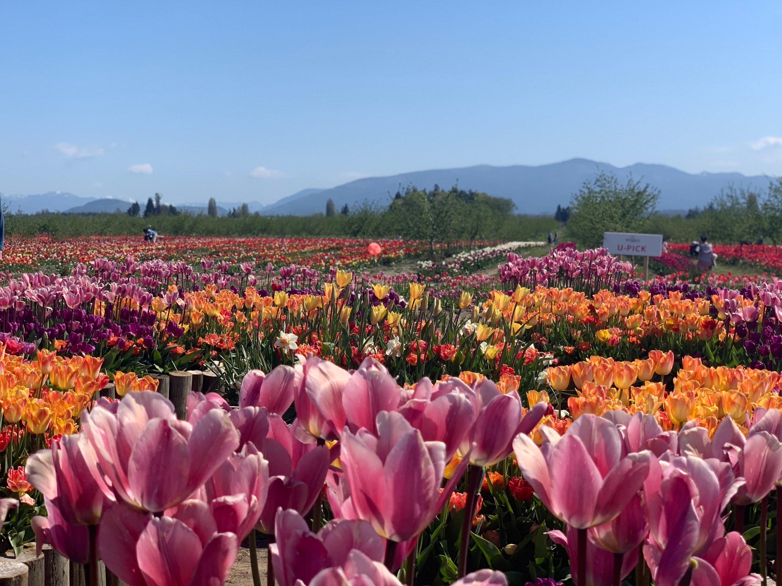 Vibrant tulip field with mountains in background under a clear blue sky.
