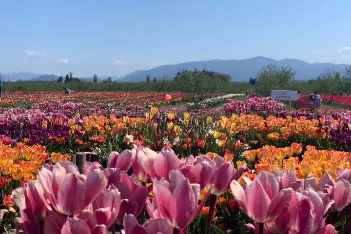 Vibrant tulip field with mountains in background under a clear blue sky.