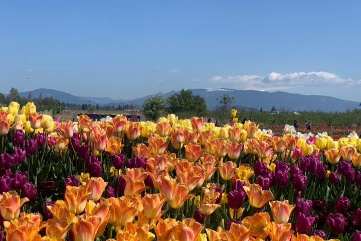 Field of colorful tulips with mountains and clear blue sky in the background.