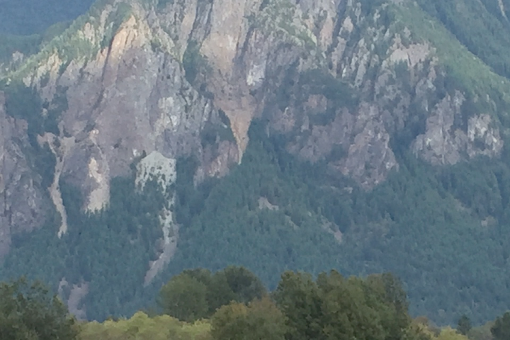 Herd of elk grazing in a grassy field with mountains in the background.