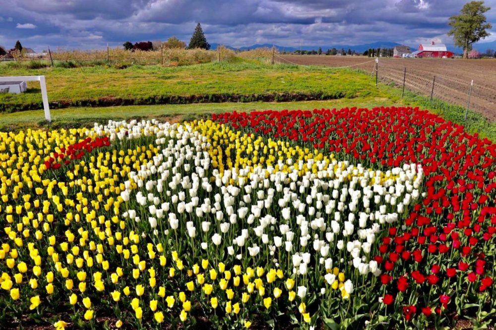 Tulip field with red, yellow, and white flowers, farm in background under cloudy sky.