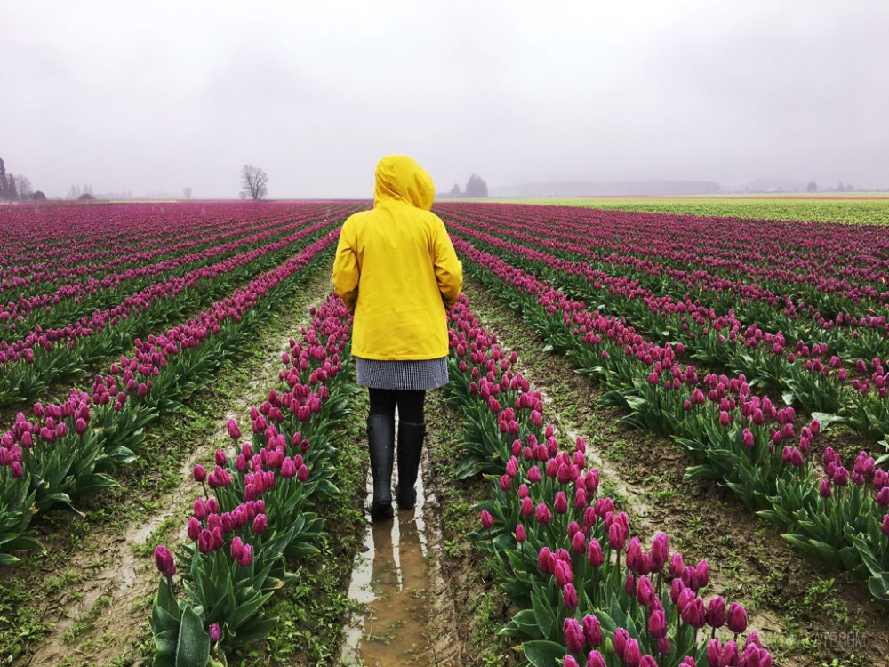 Person in yellow coat walking through a field of pink tulips on a cloudy day.