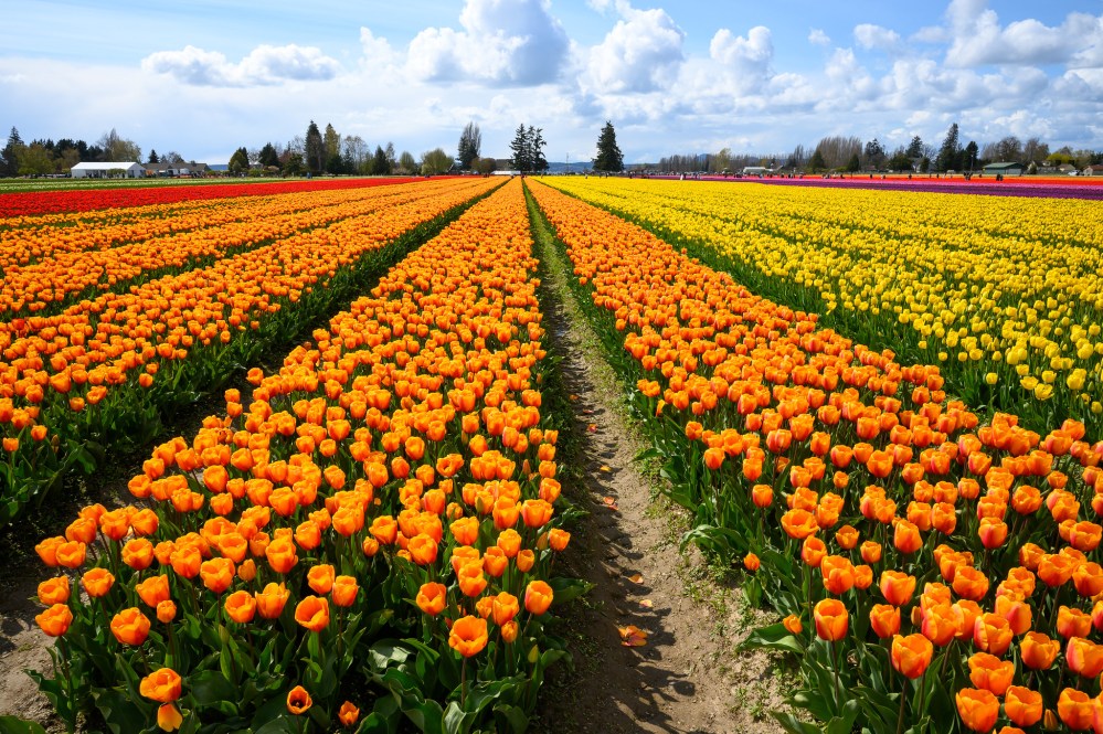 Vast field of blooming orange and yellow tulips under a partly cloudy sky.