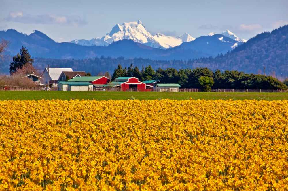 Field of yellow flowers with a farmhouse and snow-capped mountains in the background.