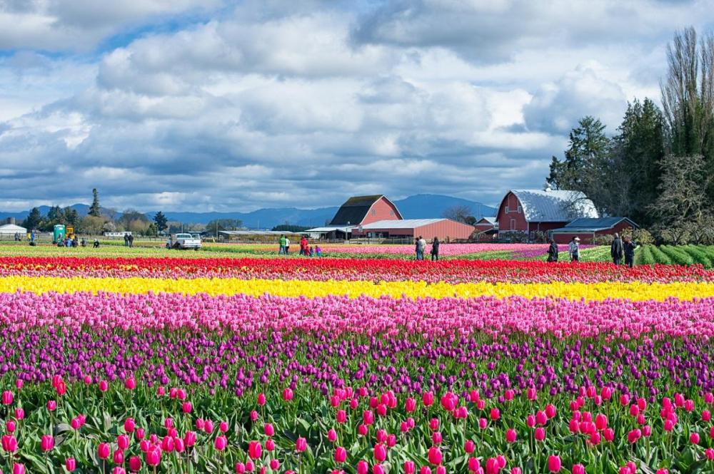 Colorful tulip field under cloudy sky with barns and people in the background.