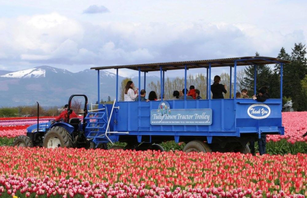 Blue tractor trolley with passengers rides through a field of pink tulips with mountains in the background.